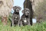 CANE CORSO 384